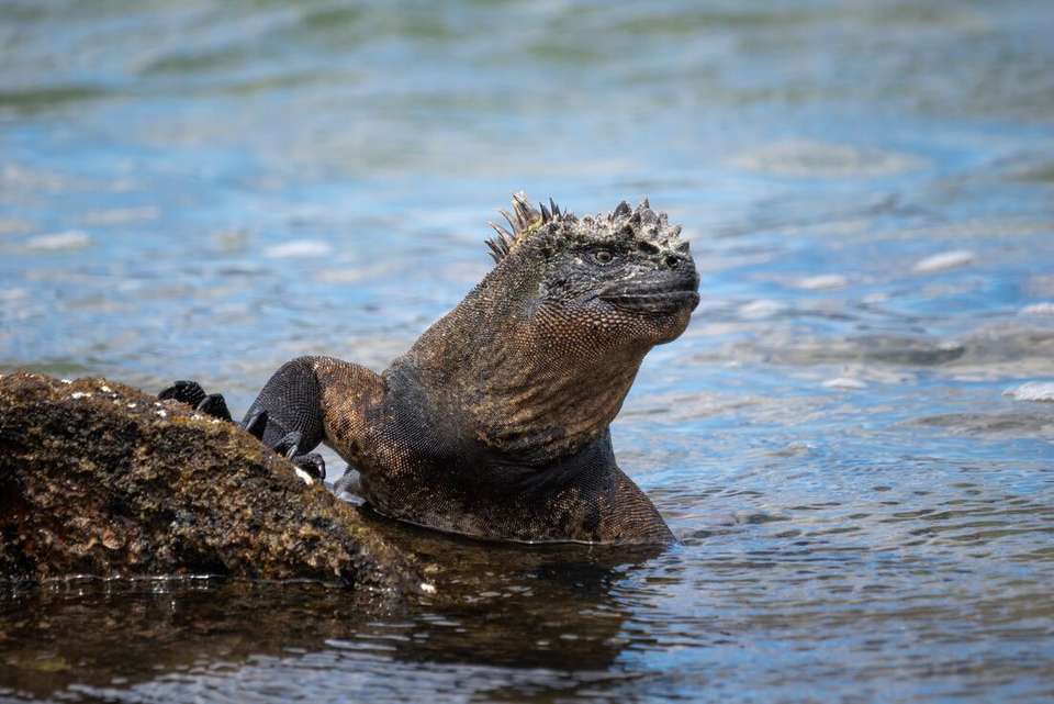 Mainland Ecuador and Galapagos Cruise - Intrepid Travel - Ecuador