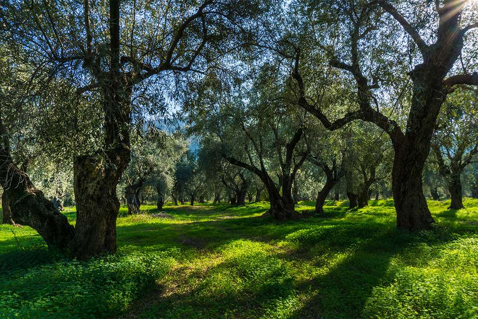 Mainland Greece Discovery - Intrepid Travel - Greece - Image 2