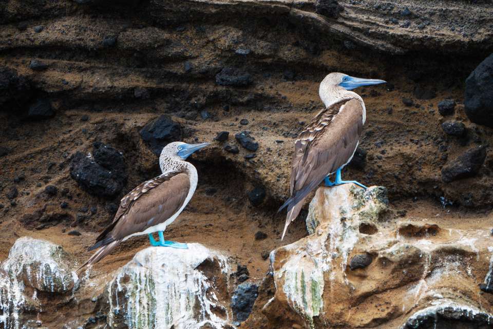 Majestic Peru & Southern Galapagos Cruise (Grand Queen Beatriz) - Intrepid Travel - Peru - Image 16