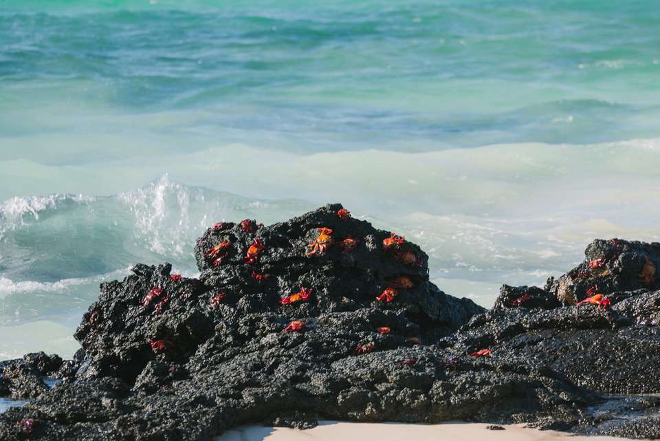 Majestic Peru & Southern Galapagos Cruise (Grand Queen Beatriz) - Intrepid Travel - Peru - Image 11