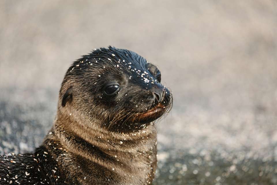 Majestic Peru & Southern Galapagos Cruise (Grand Queen Beatriz) - Intrepid Travel - Peru - Image 9