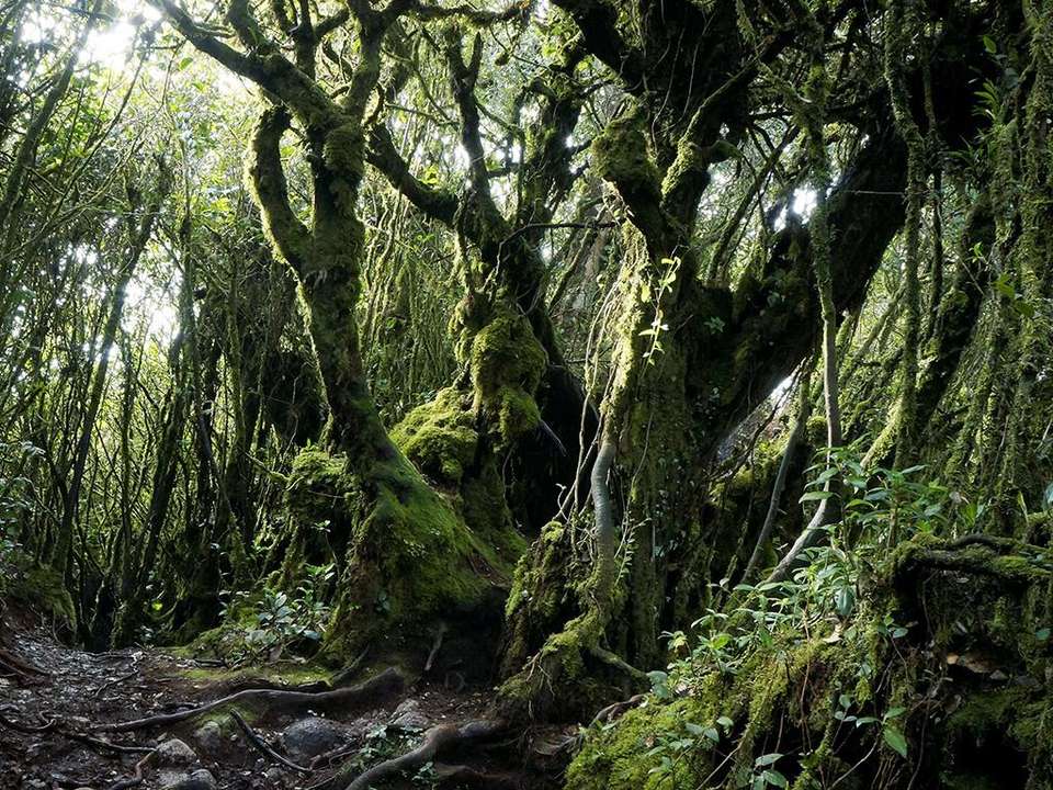 Malaysia Encompassed Adventure 9D/8N - Bamba - Malaysia