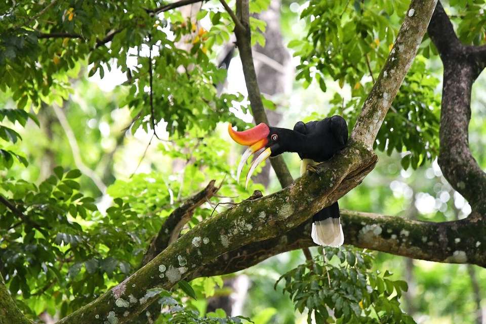 Malaysia's Jungle Railway Adventure - Intrepid Travel - Malaysia - Image 12