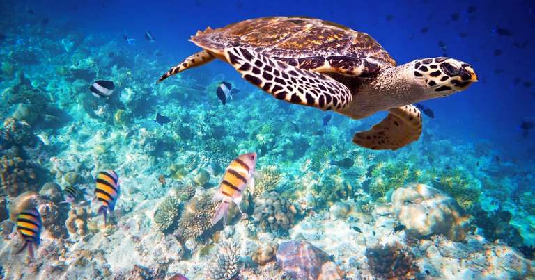 Maldive Dhoni Cruise - 8 days
