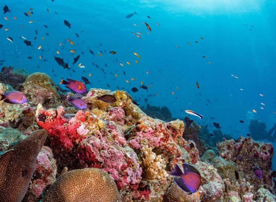 Maldives Active Adventure - Encounters Travel - Maldives - Image 8