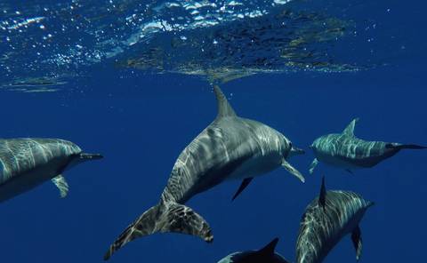 Maldives Baa Atoll Adventure - 8 Days - 8 Days