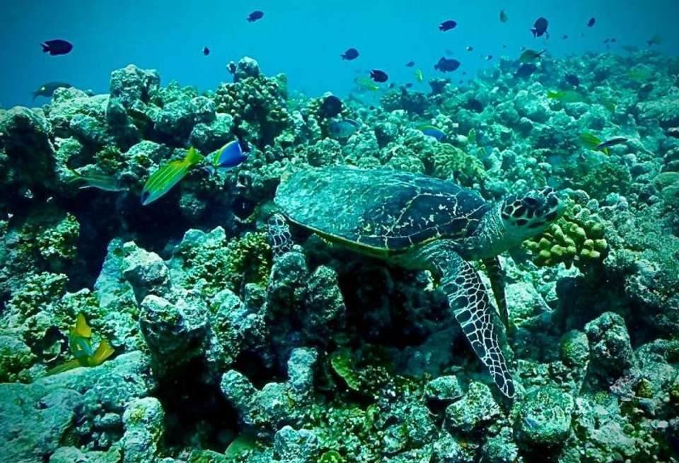 Maldives Island Escape - Encounters Travel - Maldives - Image 4