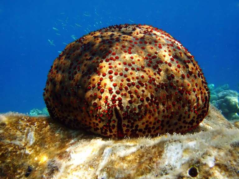 Maldives Self Guided Tours: Maldives Magic, Private Tour