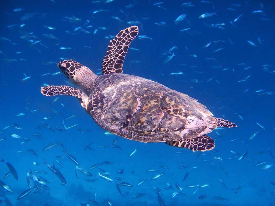 Maldives Sea Turtle Conservation Cruise - 8 days - undefined - Image 3