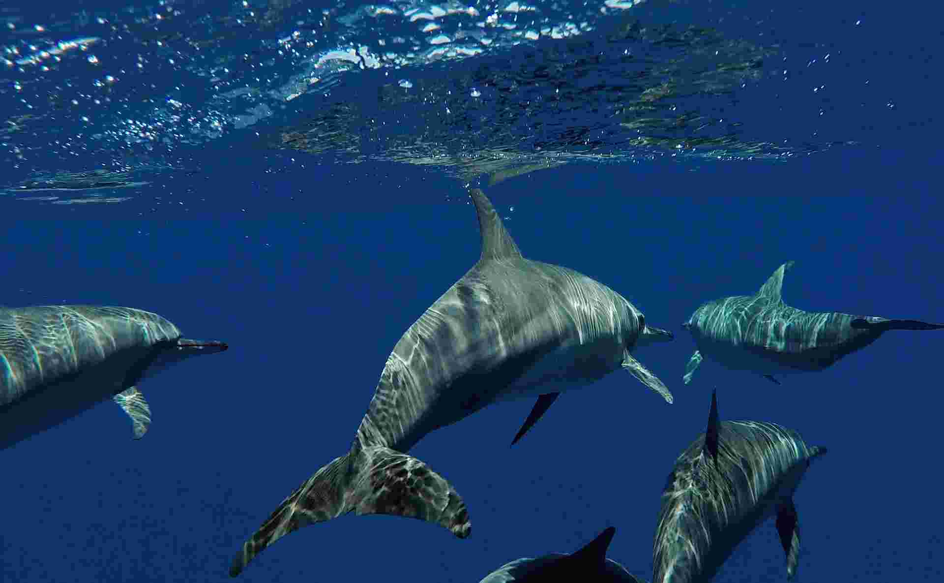 Maldives Whale Shark Conservation Cruise - 8 days