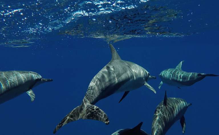 Maldives Whale Shark Conservation Cruise - 8 days trip - alternative tour available
