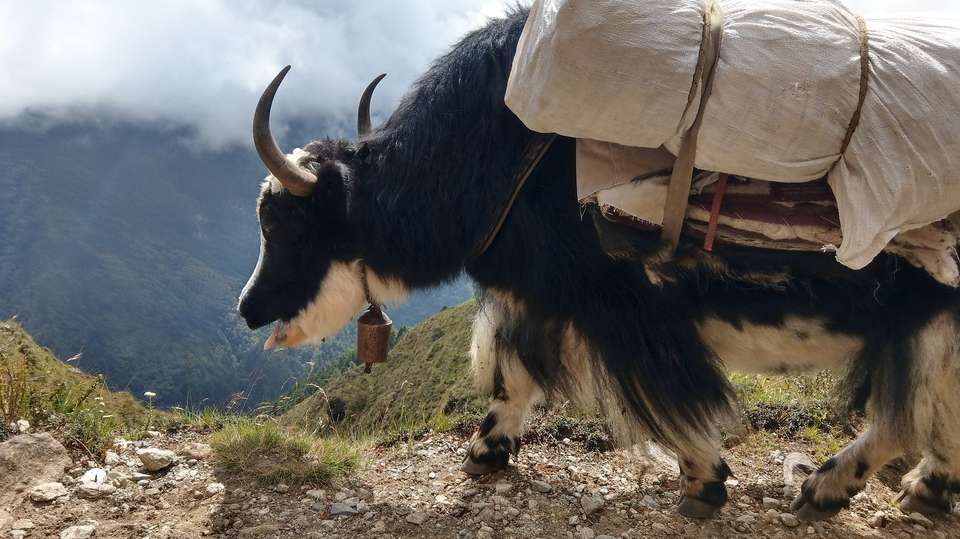Manaslu Circuit Trek: 14 Days - Magical Nepal Pvt Ltd - Nepal - Image 3
