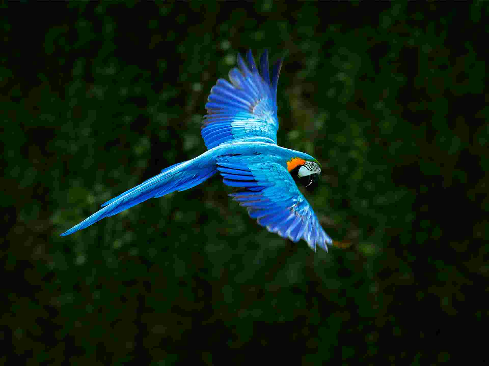 Manaus Amazon Adventure - 5 days