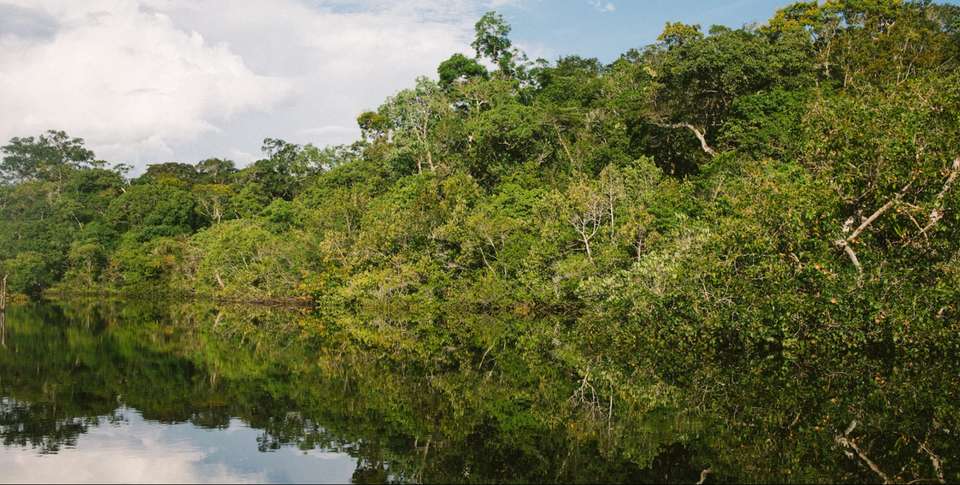 Manaus Amazon Jungle Adventure 3D/2N - Bamba - Brazil - Image 3