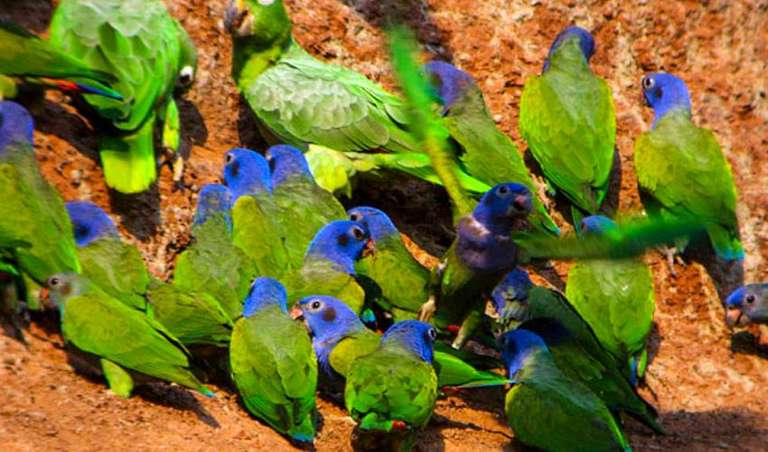 Manu Amazon Adventure 5D/4N trip - alternative tour available