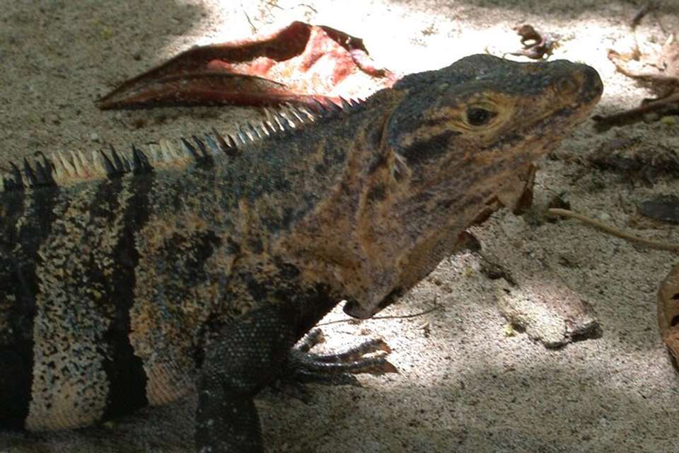 Manuel Antonio National Park Full Day Tour From San Jose - Destination Services - Costa Rica - Image 6