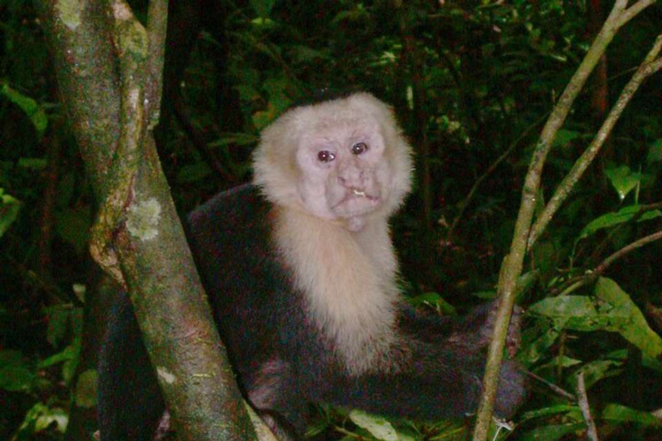 Manuel Antonio National Park Full Day Tour From San Jose - Destination Services - Costa Rica - Image 8