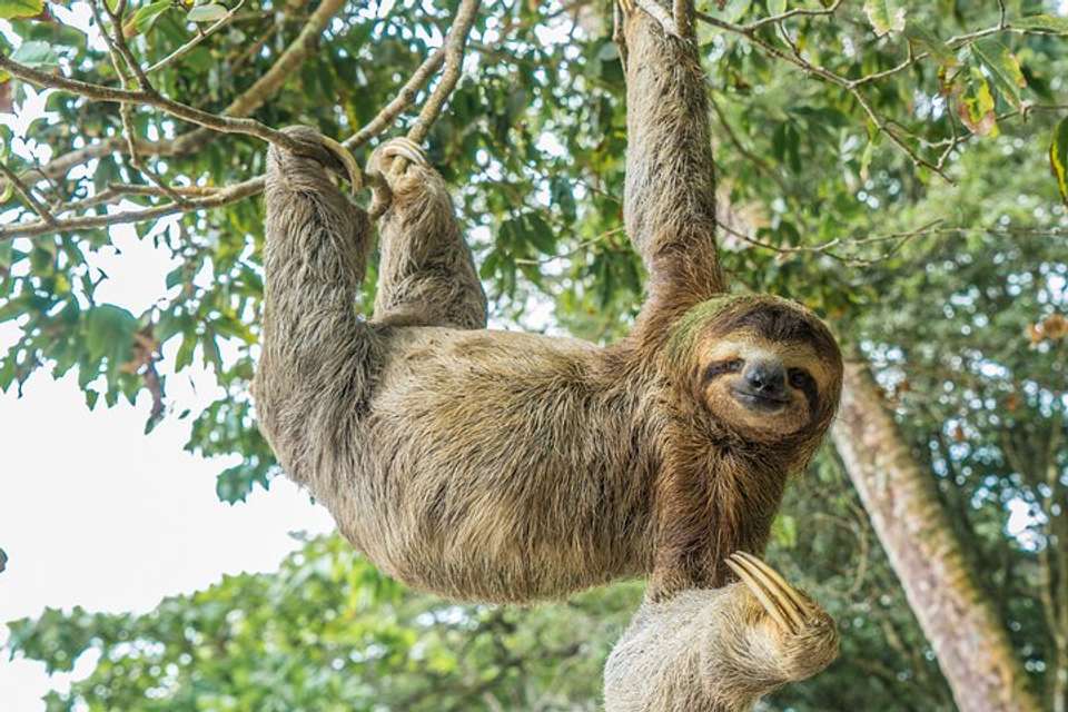Manuel Antonio National Park Full Day Tour From San Jose - Destination Services - Costa Rica - Image 9