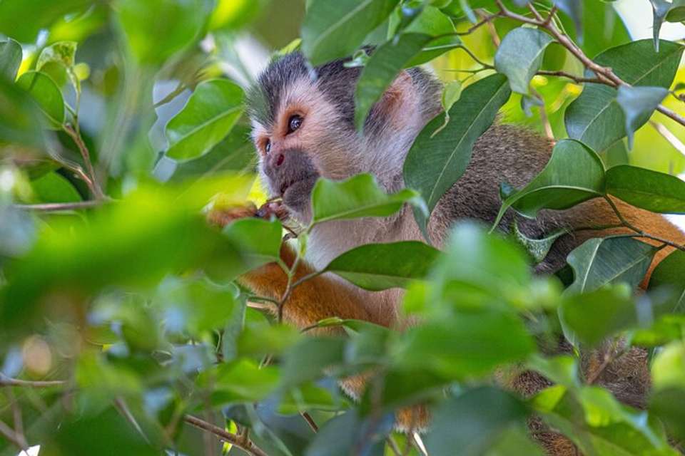 Manuel Antonio National Park Full Day Tour From San Jose - Destination Services - Costa Rica - Image 10