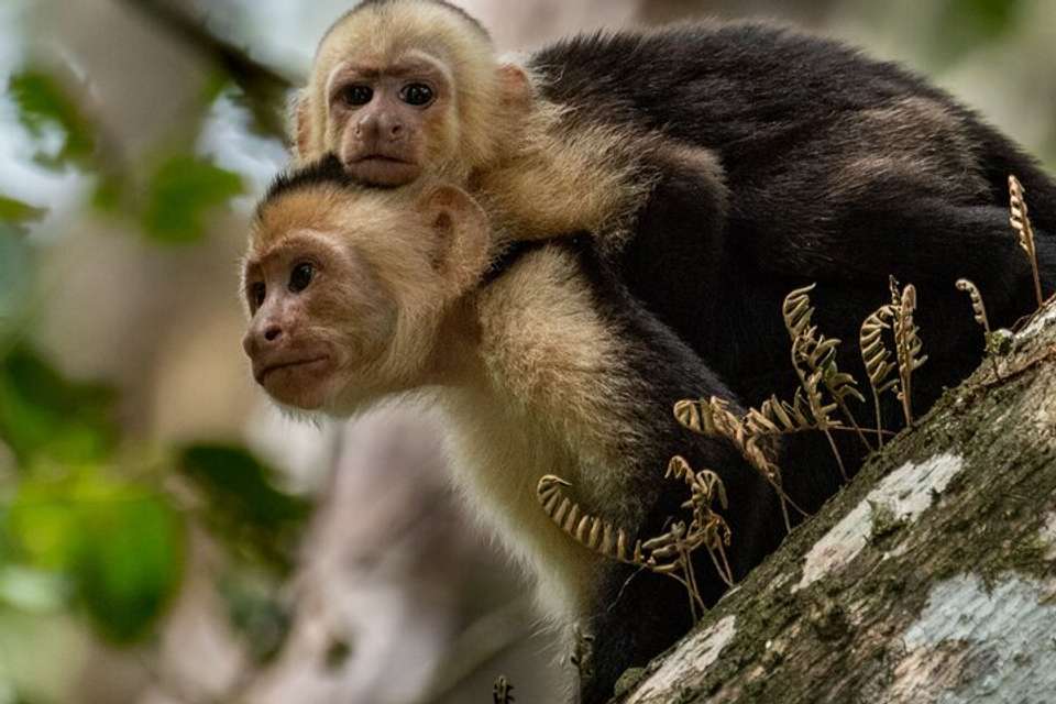 Manuel Antonio National Park Full Day Tour From San Jose - Destination Services - Costa Rica - Image 13
