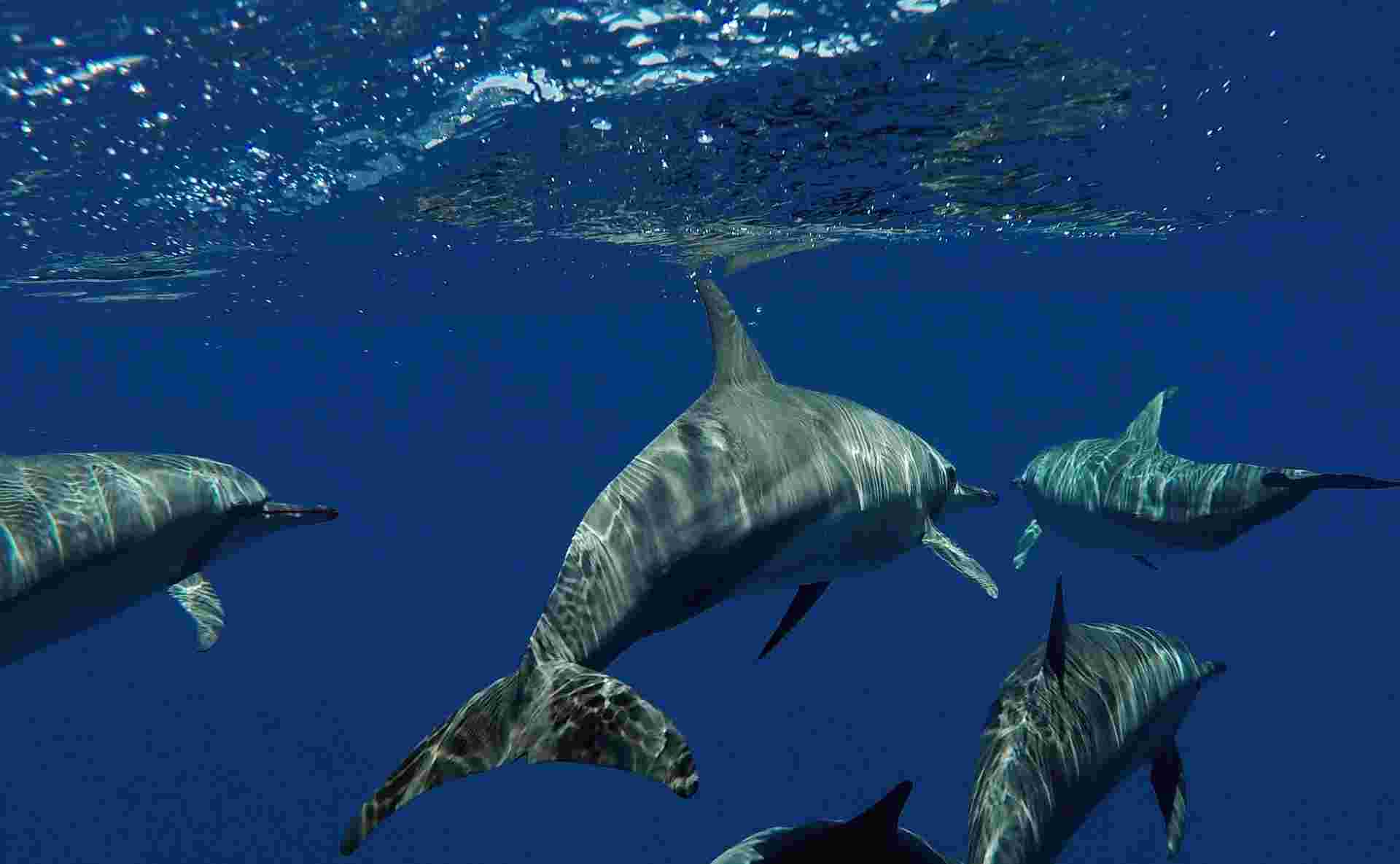 Marine Life in the Maldives - 4 days