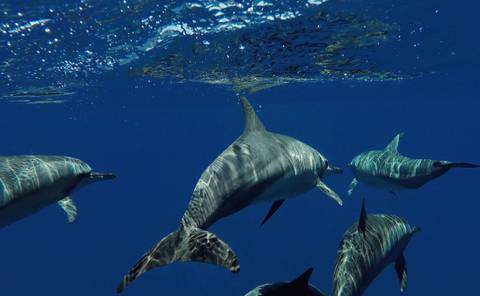 Marine Life In The Maldives - 4 Days - Summer Tours