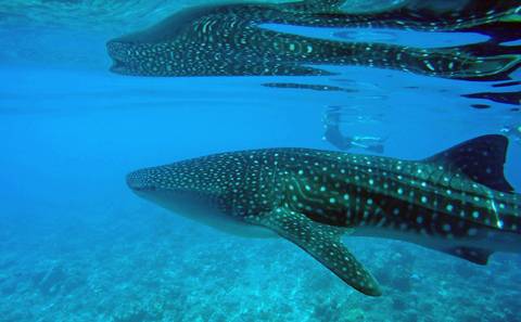 Wildlife Tour: Marine Wildlife Of The Maldives