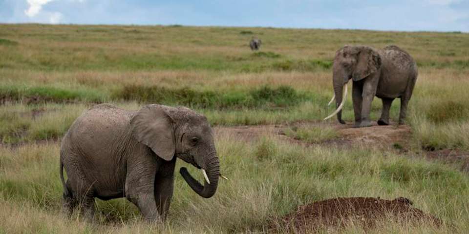 Masai & Tanzania Camping Safari - G Adventures - Kenya - Image 14