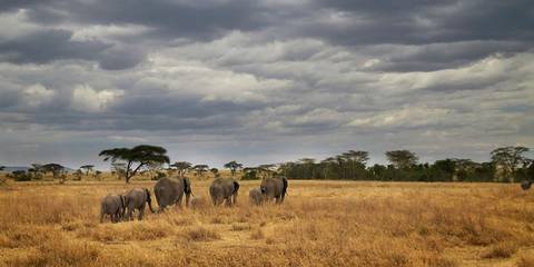 Masai & Tanzania Camping Safari - 10 Days