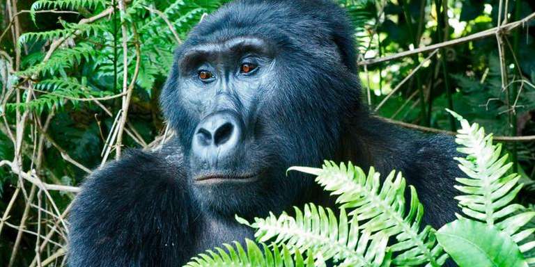 Nairobi National parks Tour: Masai Mara & Gorilla Adventure