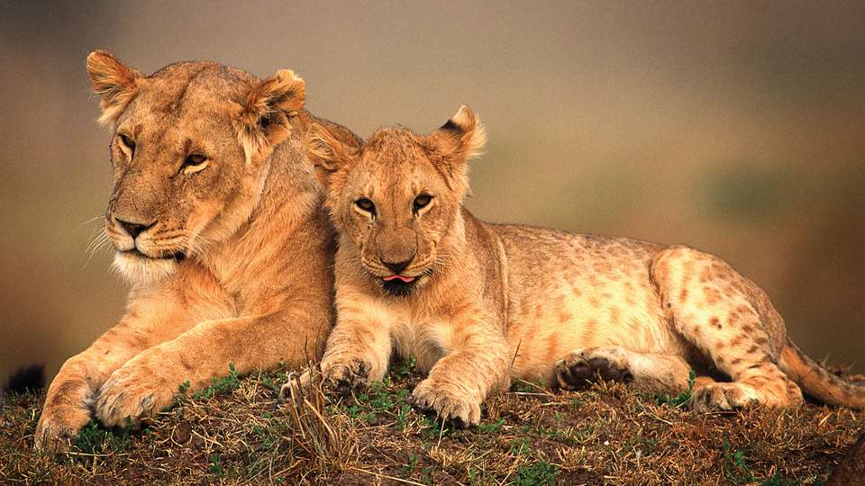 Masai Mara Camping Safari - G Adventures - Kenya