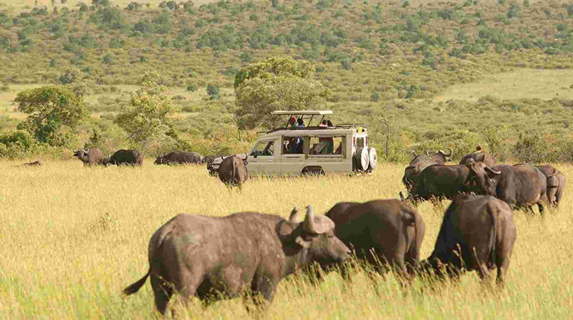 Masai Mara Group Joining Safari in 3 days