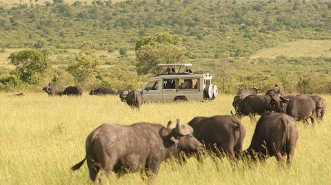 Kenya Tours For Young Adults: Masai Mara Group Joining Safari In 3 Days