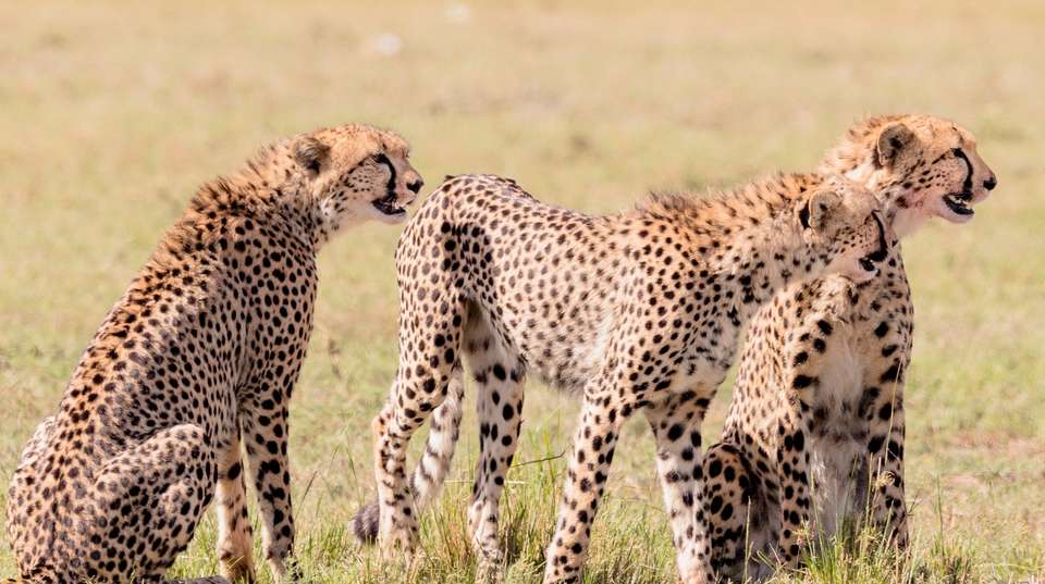 Masai Mara Group Joining Safari in 3 days - Samson's Safaris - Kenya - Image 3