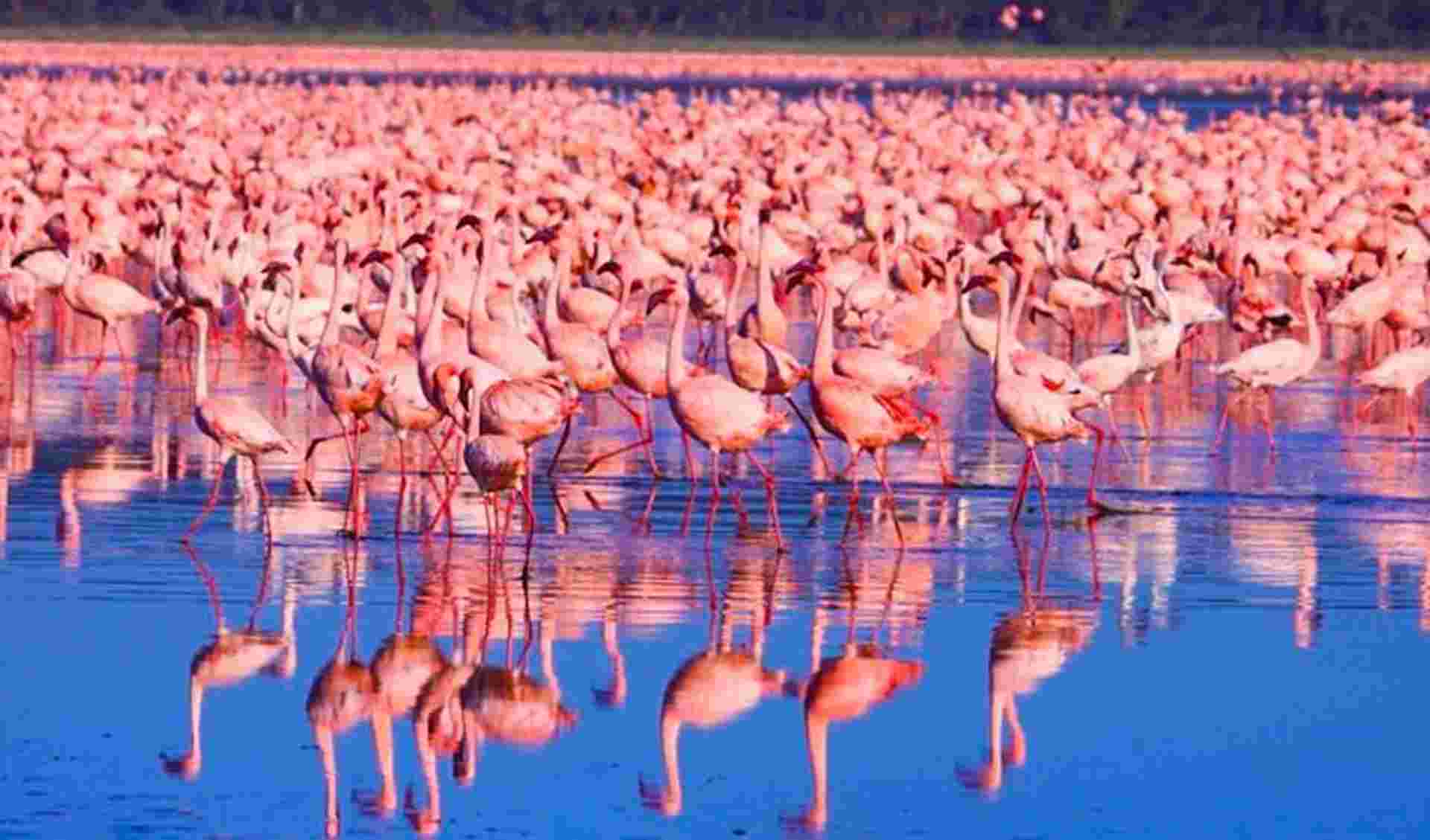 Masai Mara Interactive & Lake Nakuru Safari 4D/3N