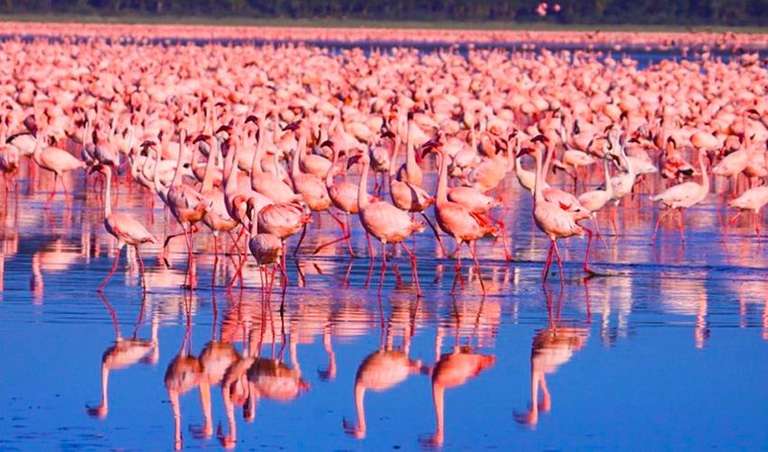 Kenya Tours for Young Adults: Masai Mara Interactive & Lake Nakuru Safari 4D/3N