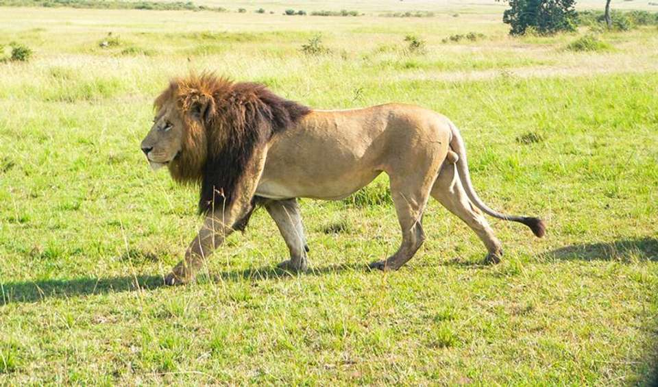 Masai Mara Interactive Safari 3D/2N - Bamba - Kenya - Image 3