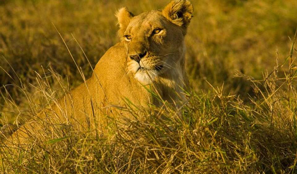 Masai Mara Interactive Safari 3D/2N - Bamba - Kenya - Image 4