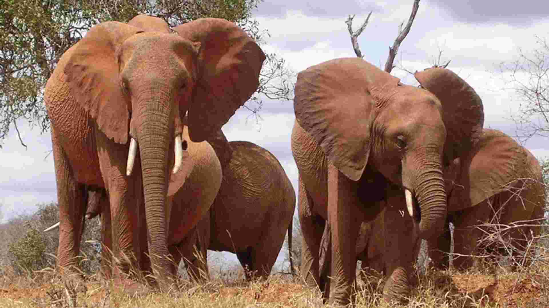 Masai Mara, Lake Naivasha and Amboseli Adventure