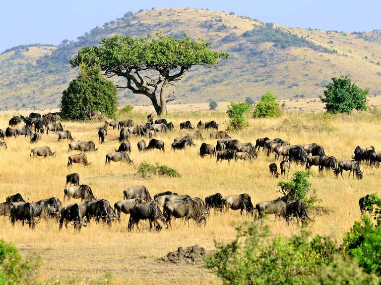 Masai Mara Wildlife Safari - 4 days trip - alternative tour available