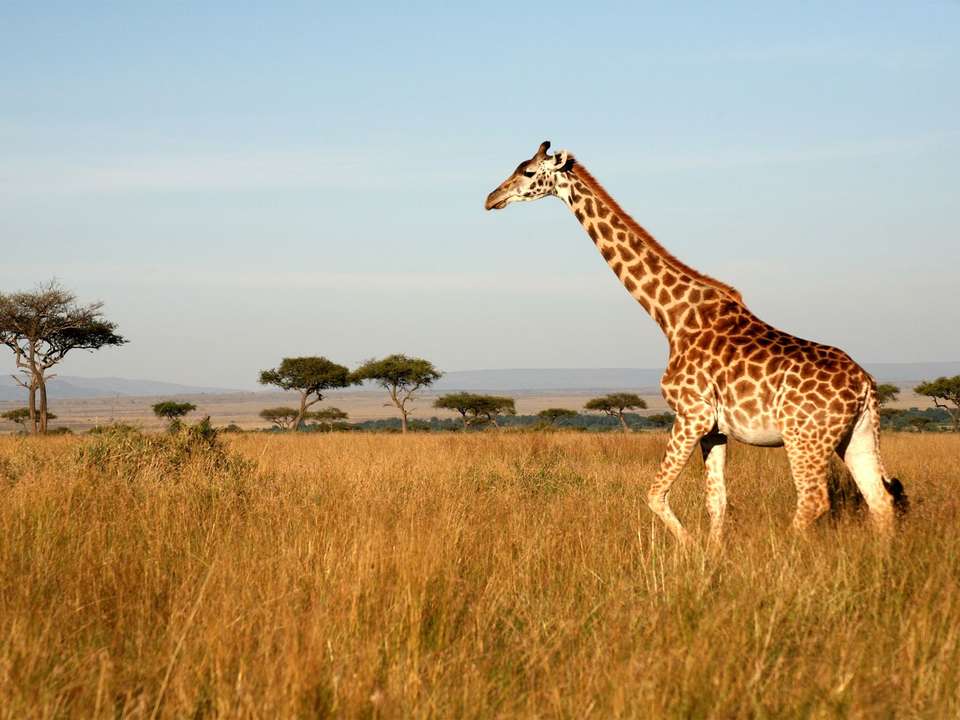 Masai Mara Wildlife Safari - 4 days - On The Go Tours - Kenya - Image 2