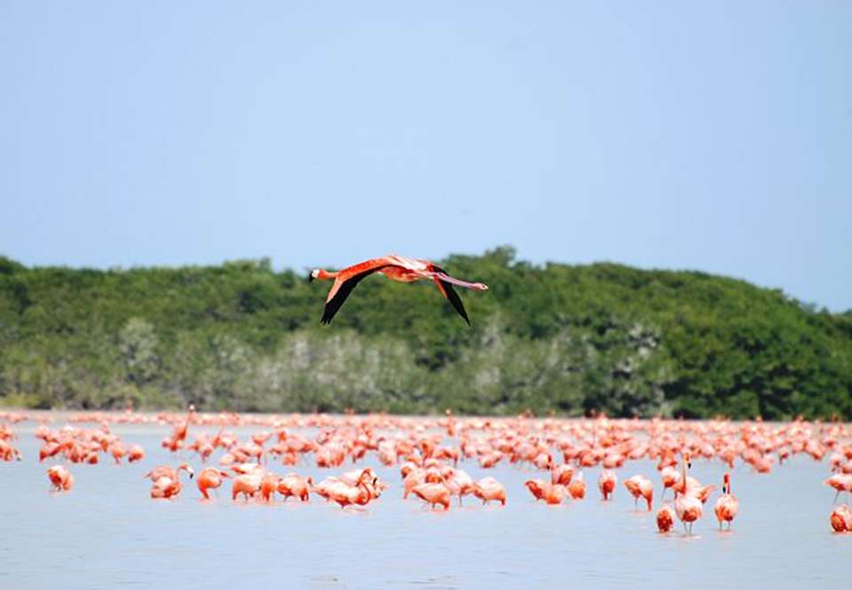Mayan Ruins Tour: Discover Caribbean Beaches, Cenotes And Ruins (15 Days) - undefined - Image 10