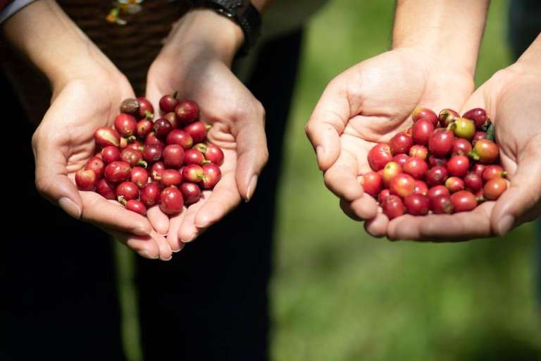 Medellín: Santa Elena Coffee Farm Tour with Lunch trip - alternative tour available