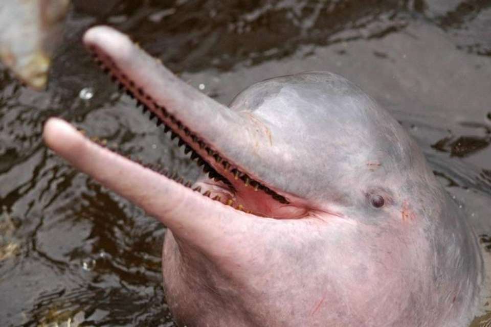 Meeting of the Waters and Pink Dolphin Tour - Tangol Tours - Brazil - Image 2