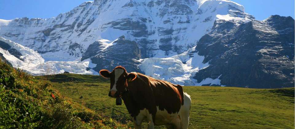 Meiringen: Panoramas of the Swiss Alps - 8 Days - World Expeditions - Switzerland - Image 6