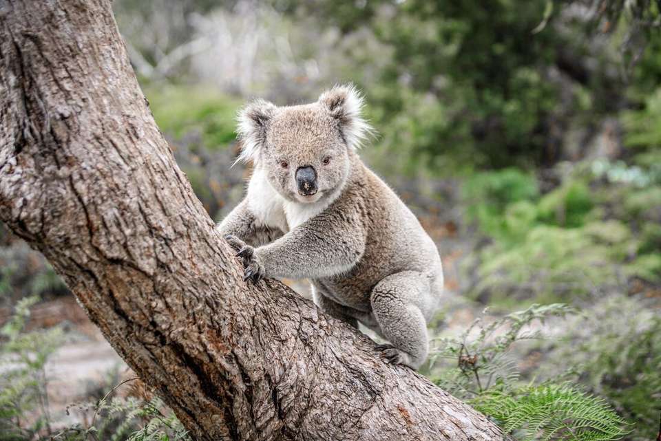 Melbourne to Sydney Adventure - Intrepid Travel - Australia - Image 3