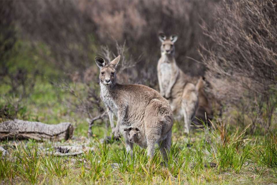 Melbourne to Sydney Adventure - Intrepid Travel - Australia - Image 7