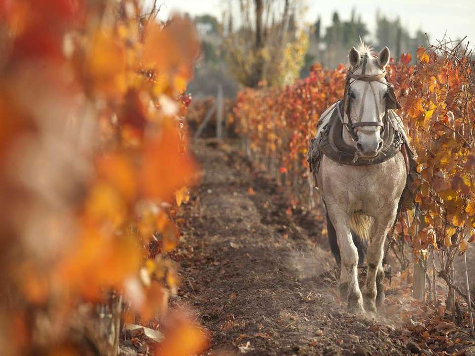 Mendoza Wine & Mountains Adventure 4D/3N - Bamba - Argentina