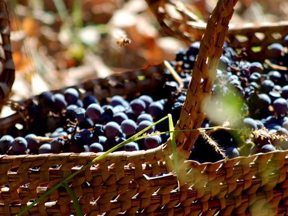 Mendoza Wine & Mountains Adventure 4D/3N - Bamba - Argentina