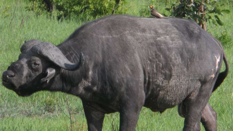 Mikumi National Park 2Days Safari from Dar es salaam - Kanuth Adventures Safari - Tanzania - Image 2